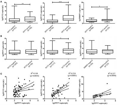 Genetic and epidemic characteristics of porcine parvovirus 7 in the Fujian and Guangdong regions of southern China